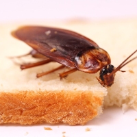 Morris Cockroach Control Adelaide