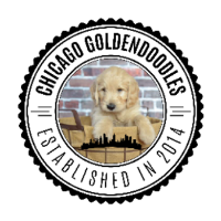 Brands,  Businesses, Places & Professionals Chicago Goldendoodles in Aurora IL