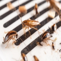 Frontline Cockroach Control Brisbane