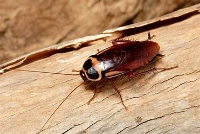 Morris Cockroach Control Canberra