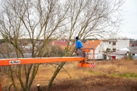 Brands,  Businesses, Places & Professionals Ankeny Tree Service in Ankeny IA