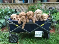 Playful Pals (Mini Goldendoodles & More)