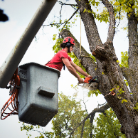 Brands,  Businesses, Places & Professionals Columbus Tree Service in Columbus IN