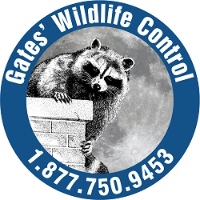 Brands,  Businesses, Places & Professionals AAA Gates Wildlife Control in Scarborough ON