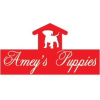 Amey's Kennels