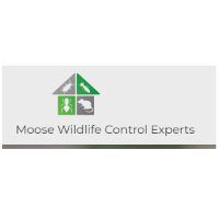 Moose Wildlife Control Experts