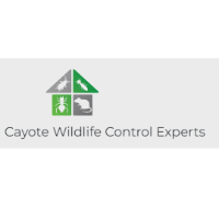 Cayote Wildlife Control Experts