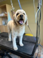 Dog Groomer Calgary