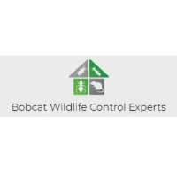 Bobcat Wildlife Control Experts