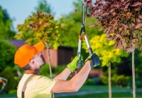 Tree Trimming San Antonio