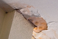 Brands,  Businesses, Places & Professionals Mold Solutions of Louisville in Louisville KY