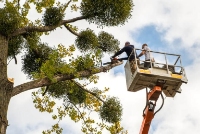 Brands,  Businesses, Places & Professionals Green Tree Service West Sacramento in West Sacramento CA