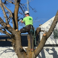 Arbor Pro Tree Service