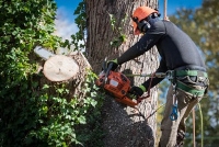 Brands,  Businesses, Places & Professionals Artisan Tree Service Menlo Park in  