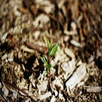 Island Bark Mulch