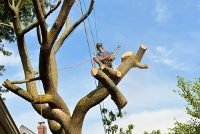 Brands,  Businesses, Places & Professionals Edmonds Tree Service Pros in  WA