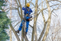 Brands,  Businesses, Places & Professionals Bartlett Tree Service in Bartlett,TN TN