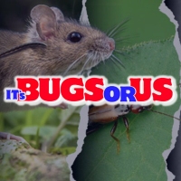 It's Bugs Or Us