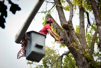 Brands,  Businesses, Places & Professionals Top Notch Tree Services in  HI