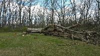 Colter's Tree Service