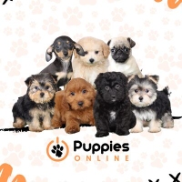 Little Puppies Online