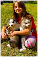 Brands,  Businesses, Places & Professionals Siberian Huskies Puppies Golden Retrievers in St. Cloud FL