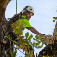 A & E Tree Service L.L.C.