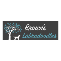 Brands,  Businesses, Places & Professionals Brown's Labradoodles in Reidsville NC