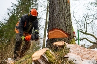 Brands,  Businesses, Places & Professionals Airdrie Tree Service Pros in Airdrie AB