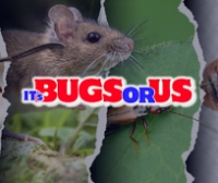 Brands,  Businesses, Places & Professionals ITS BUGS OR US in Humble TX