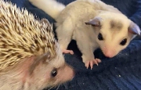 Brands,  Businesses, Places & Professionals Pet Hedgehogs, Sugar Gliders and Ferret in Amarillo 