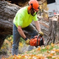 Brands,  Businesses, Places & Professionals Tree Service in Venice in Venice FL