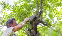 Brands,  Businesses, Places & Professionals Leicester Tree Services in Leicester 