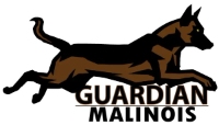 Guardian Malinois