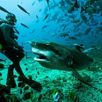 Brands,  Businesses, Places & Professionals Coral Coast Divers in Harbour Fiji 