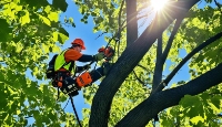 Brands,  Businesses, Places & Professionals Expert Tree Pruning in Edmonton, Alberta 