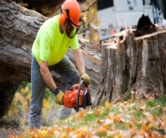 Athens Tree Service Co Company Logo by Athens Tree Service Co in Murfreesboro TN