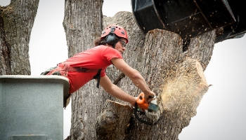 Contract City Tree Service Company Logo by Contract City Tree Service in Lakewood CA