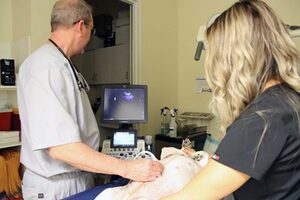 Internal Medicine, Radiology, Ultrasonography, Dental Care and Laser Surgery Procedures