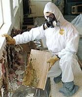 Mold Removal