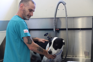 Affordable and High-Quality Veterinary Care