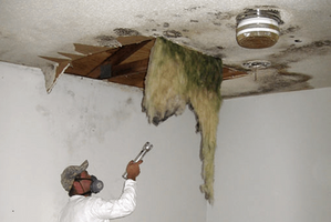 Mold Remediation