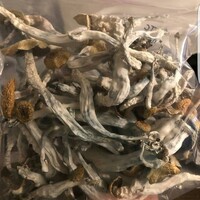 psilocybe cubensis for sale