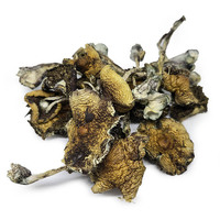 psilocybe azurescens dried for sale