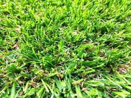 Artificial Grass