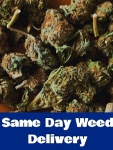 Weed Delivery Ottawa Same Day 247 WDO