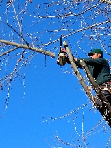 Brands,  Businesses, Places & Professionals Corona Tree Service Pro in Corona CA