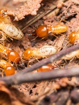 Brands,  Businesses, Places & Professionals Rose City Termite Removal Experts in Portland OR