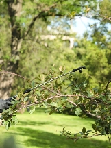 Brands,  Businesses, Places & Professionals Curly City Tree Service Chino Hills in Chino Hills CA