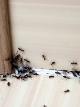 Brands,  Businesses, Places & Professionals Cream City Termite Removal Experts in West Allis WI